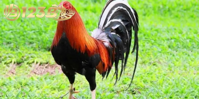 Các Dòng Gà Mỹ Những Giống Gà Chọi Mạnh Mẽ và Được Yêu Thích 4 3 lý do các dòng gà Mỹ nên biết khi lựa chọn